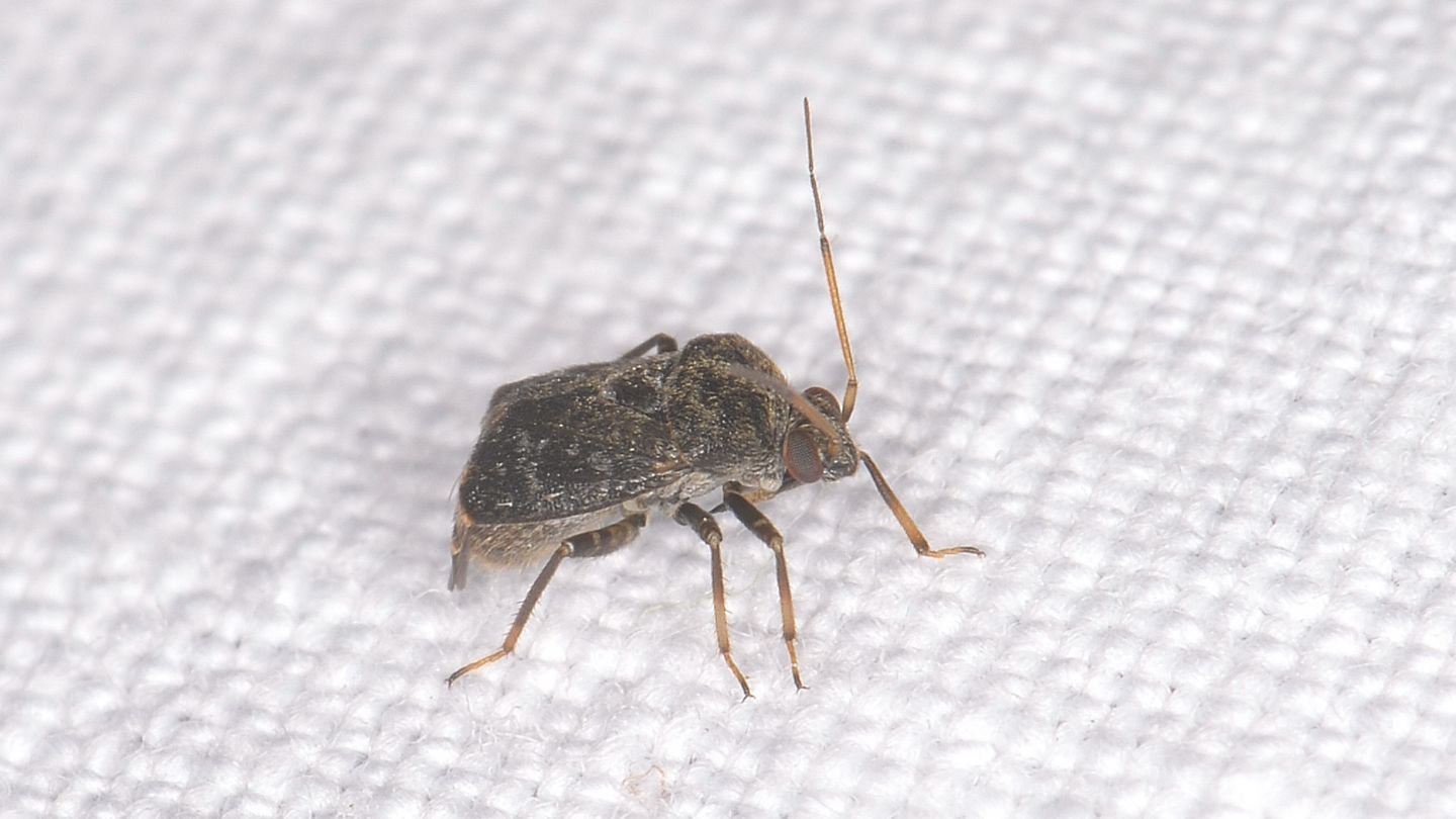 Miridae ?