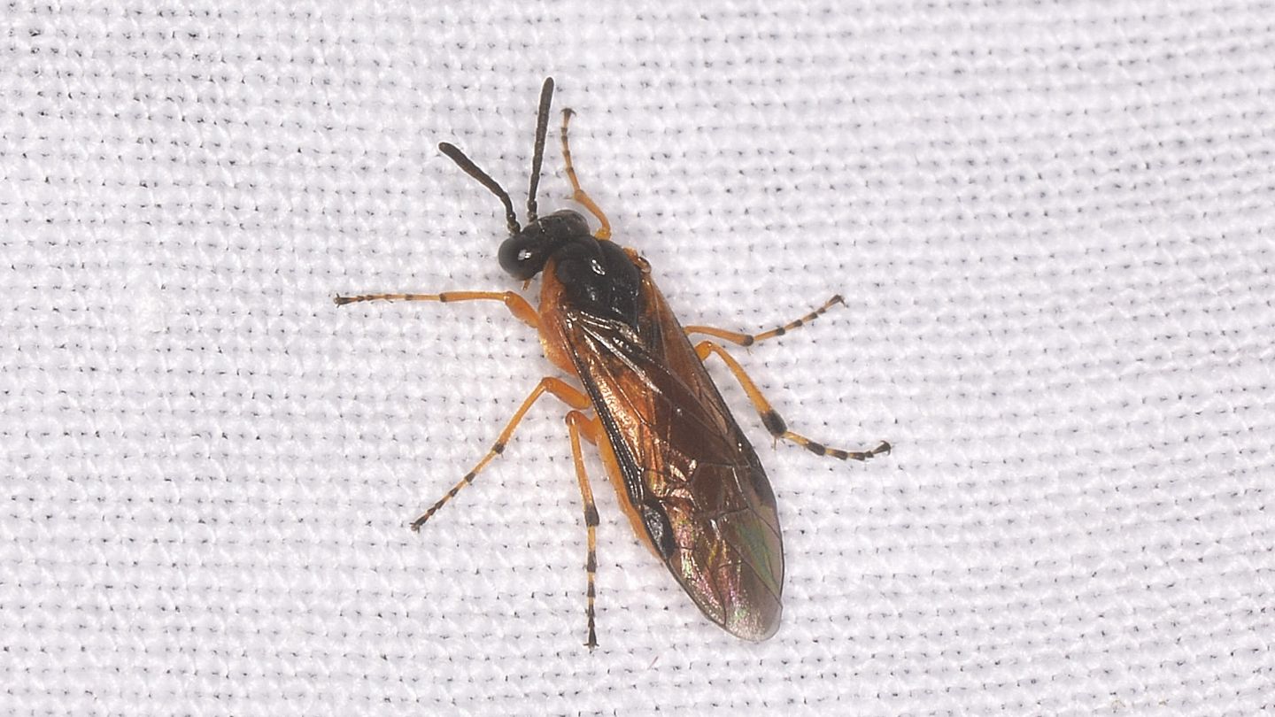 Athalia cordata? No, Athalia sp.