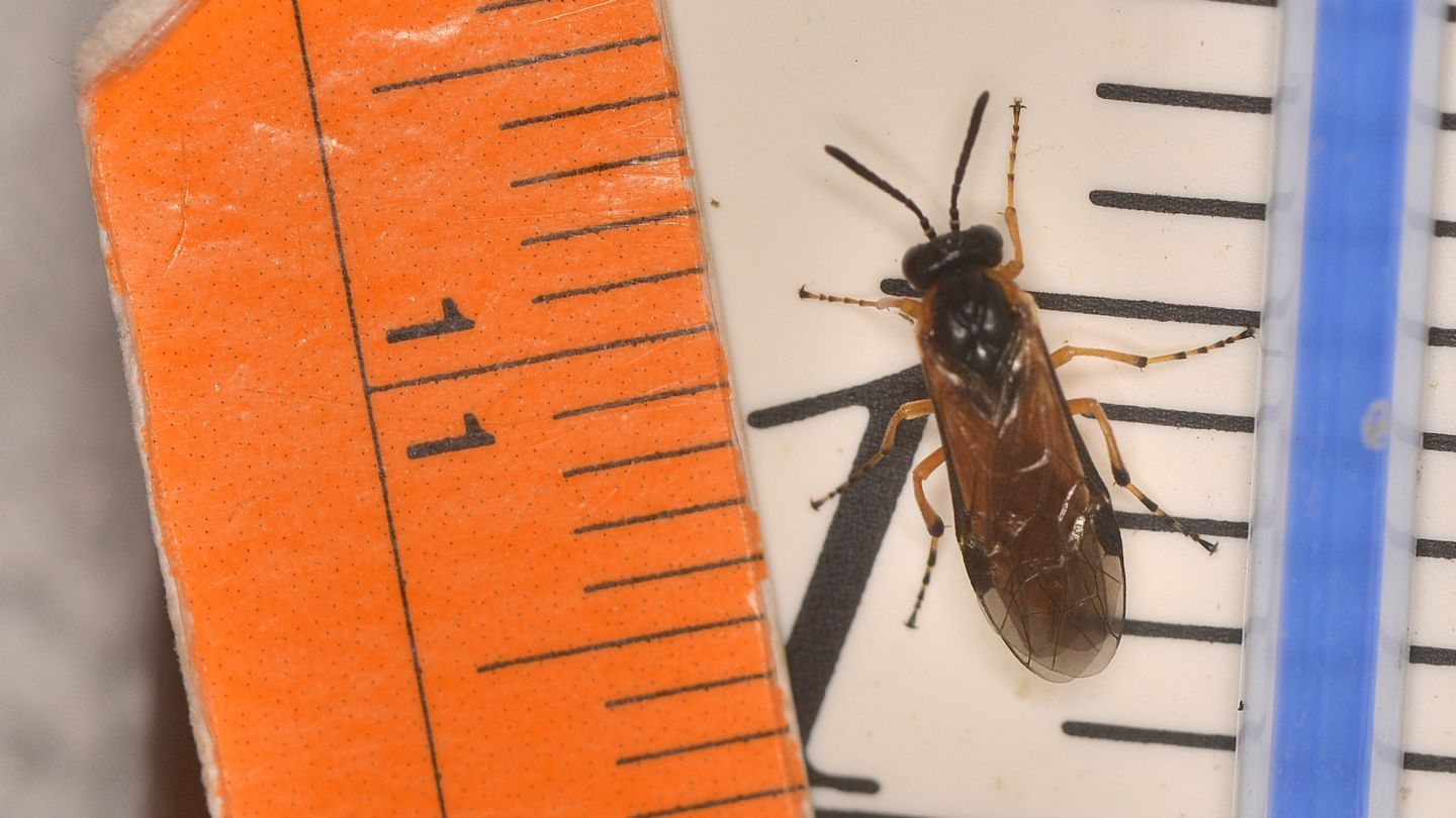 Athalia cordata? No, Athalia sp.