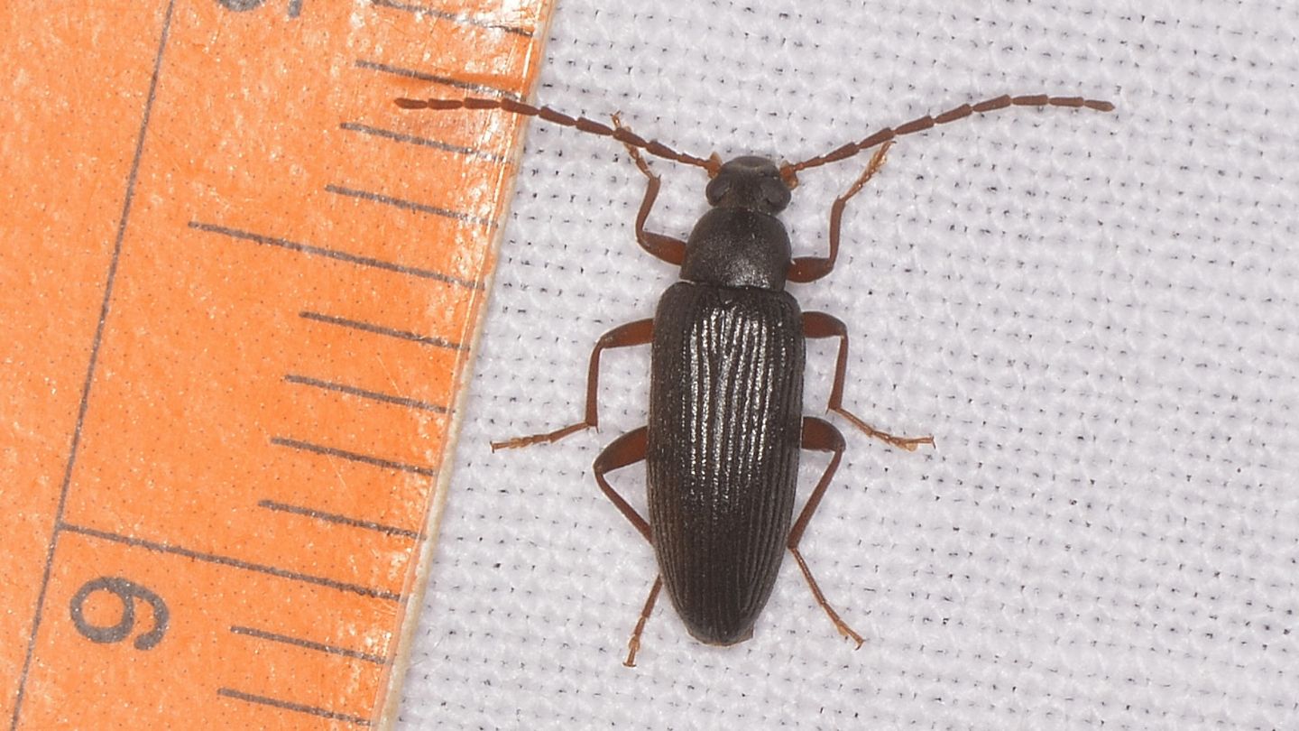 Tenebrionidae Alleculinae: Allecula morio