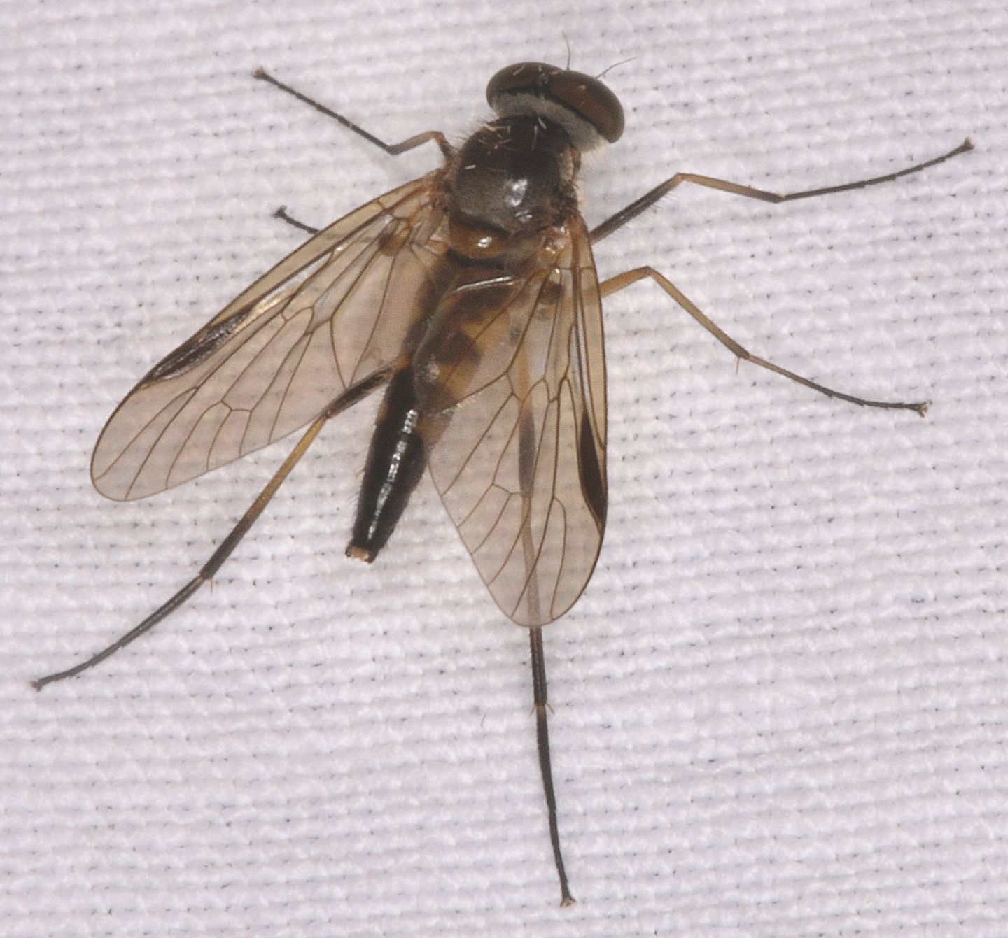 Rhagionidae ?