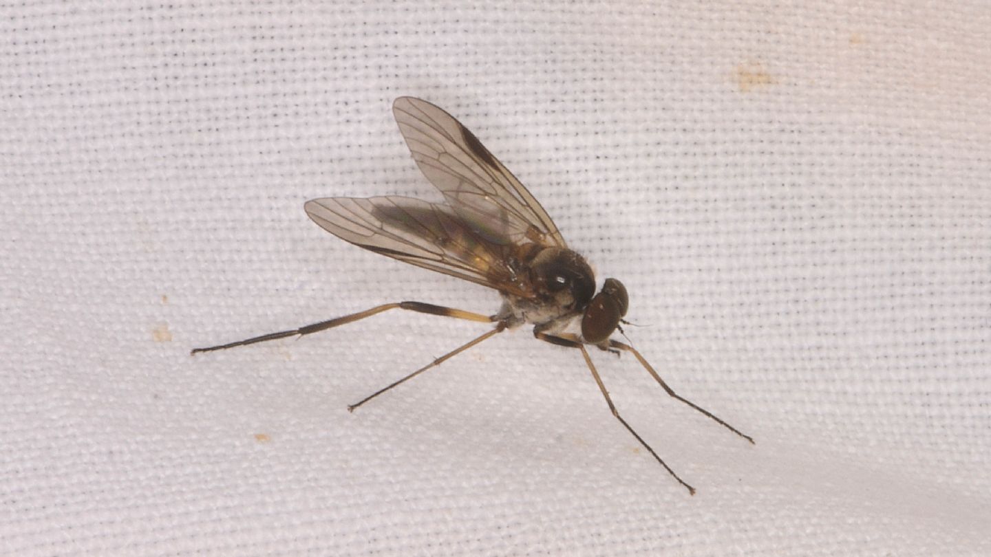 Rhagionidae ?