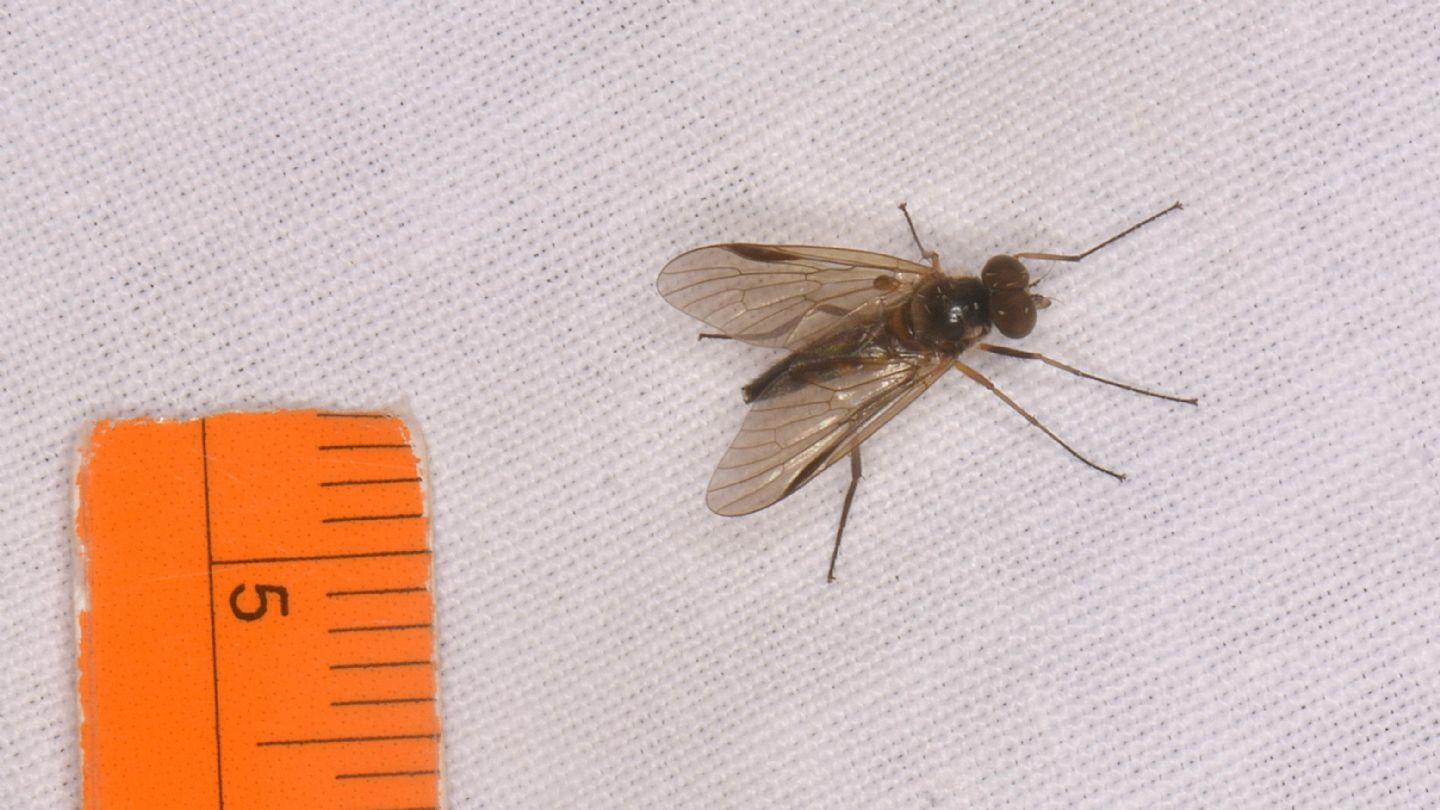 Rhagionidae ?