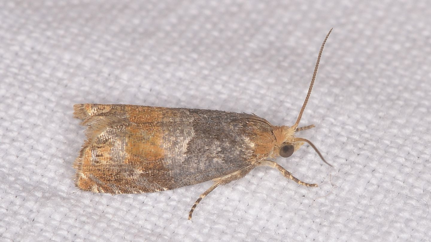 Lepteucosma huebneriana