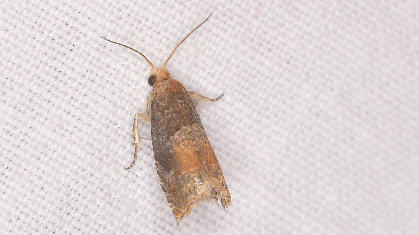 Lepteucosma huebneriana