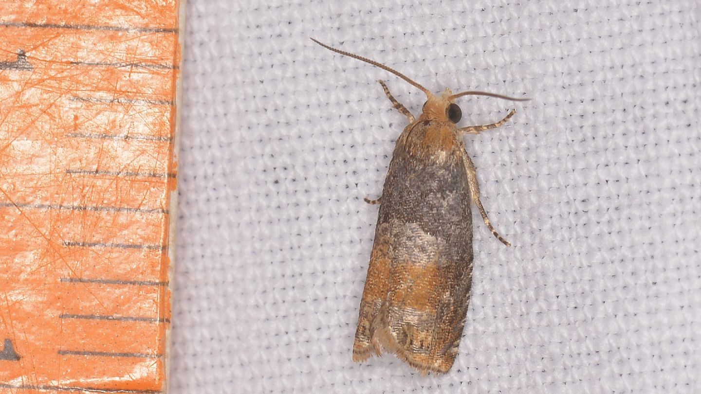 Lepteucosma huebneriana