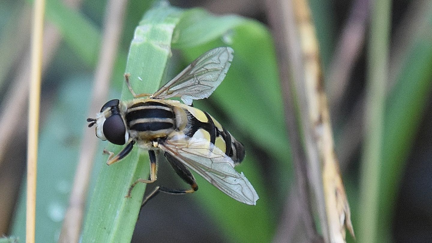 Helophilus ?