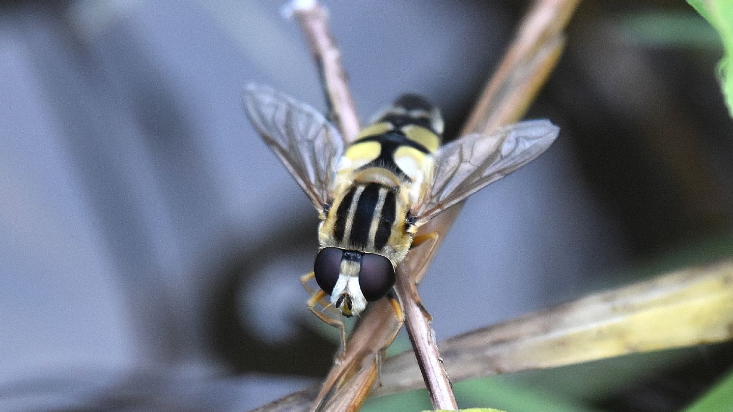 Helophilus ?