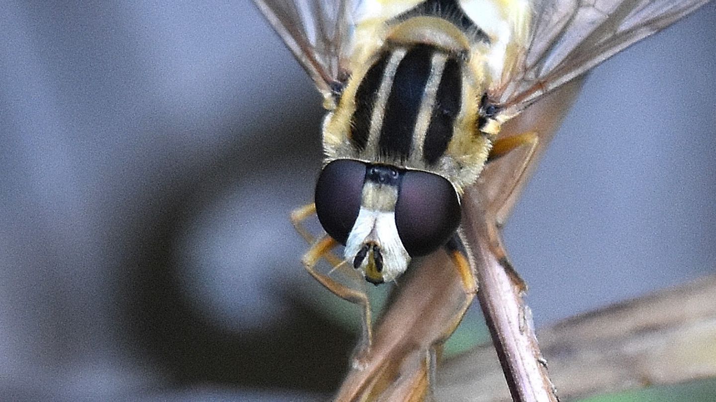 Helophilus ?