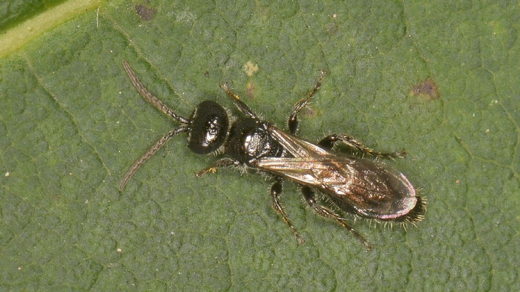 Tiphiidae: Tiphia sp.