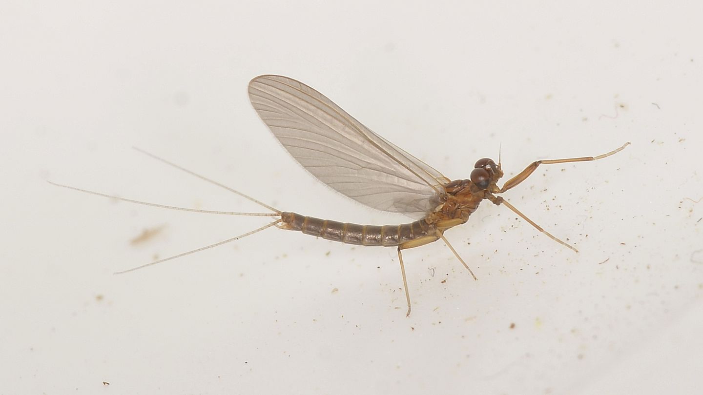 Maschio di ? Serratella ignita subimago male