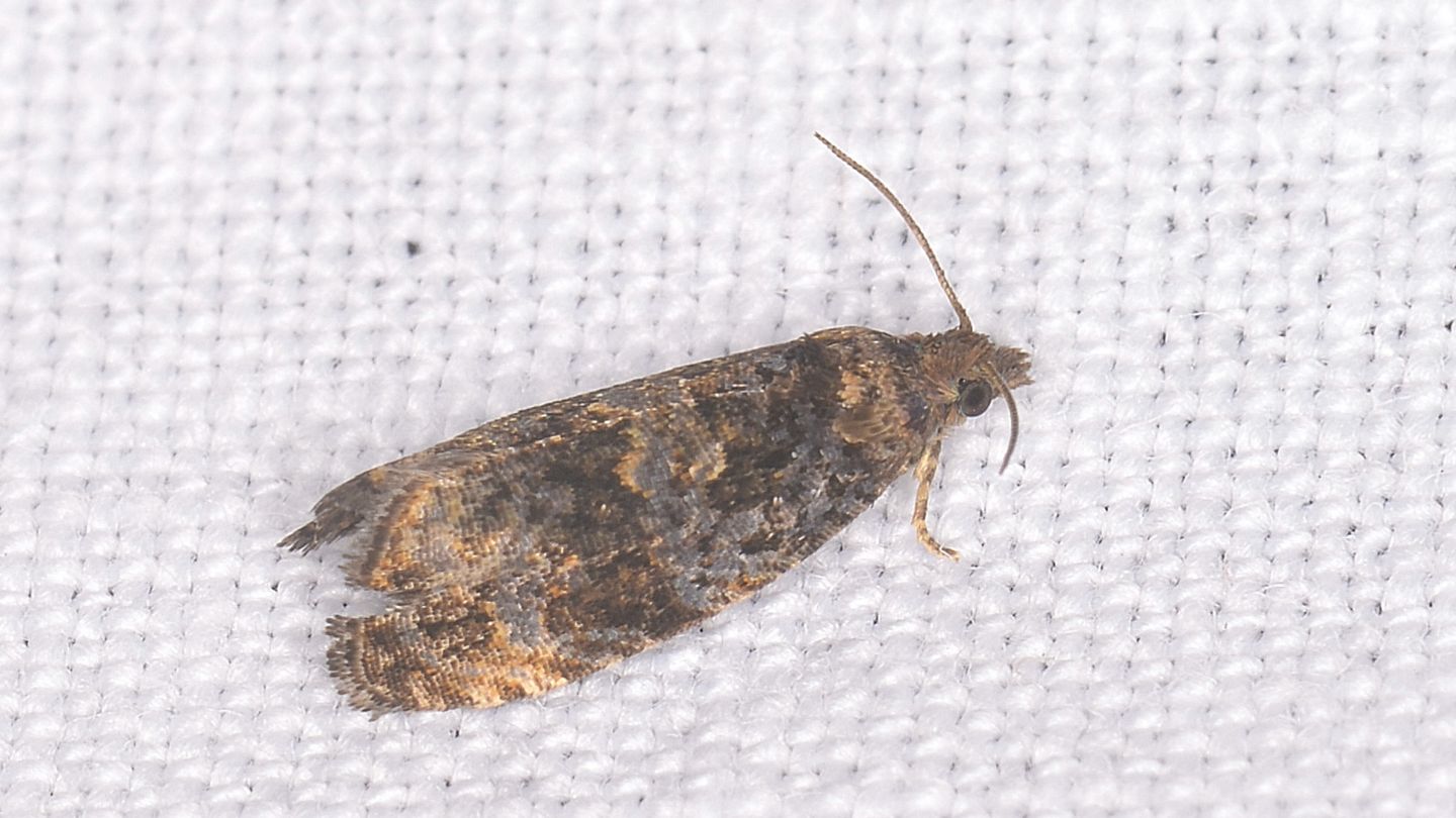 Tortricidae
