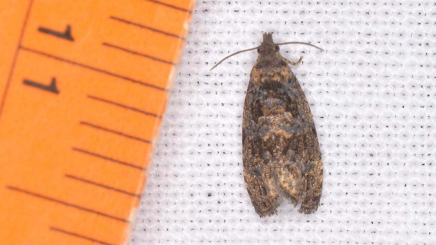 Tortricidae