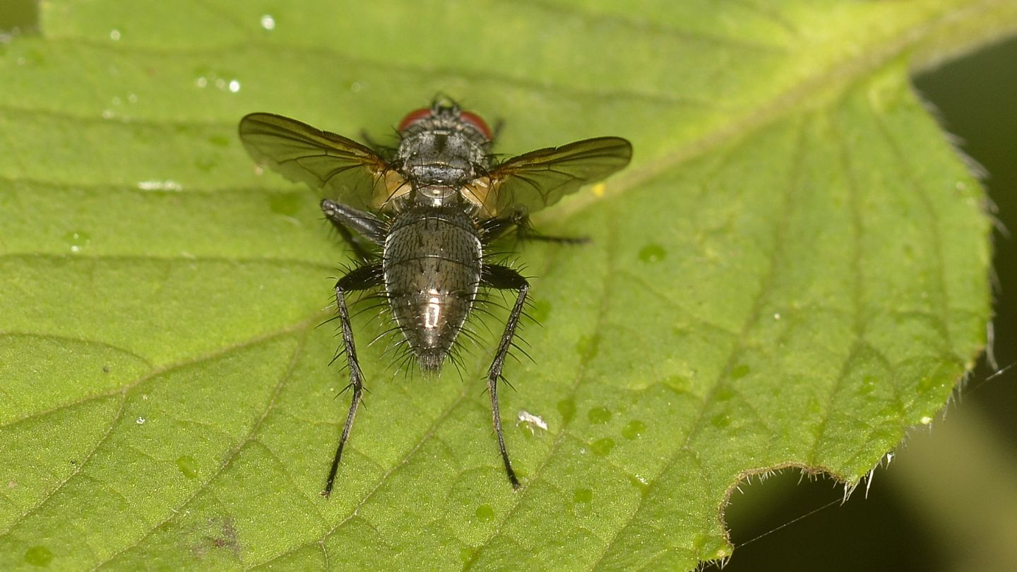 Tachinidae ?