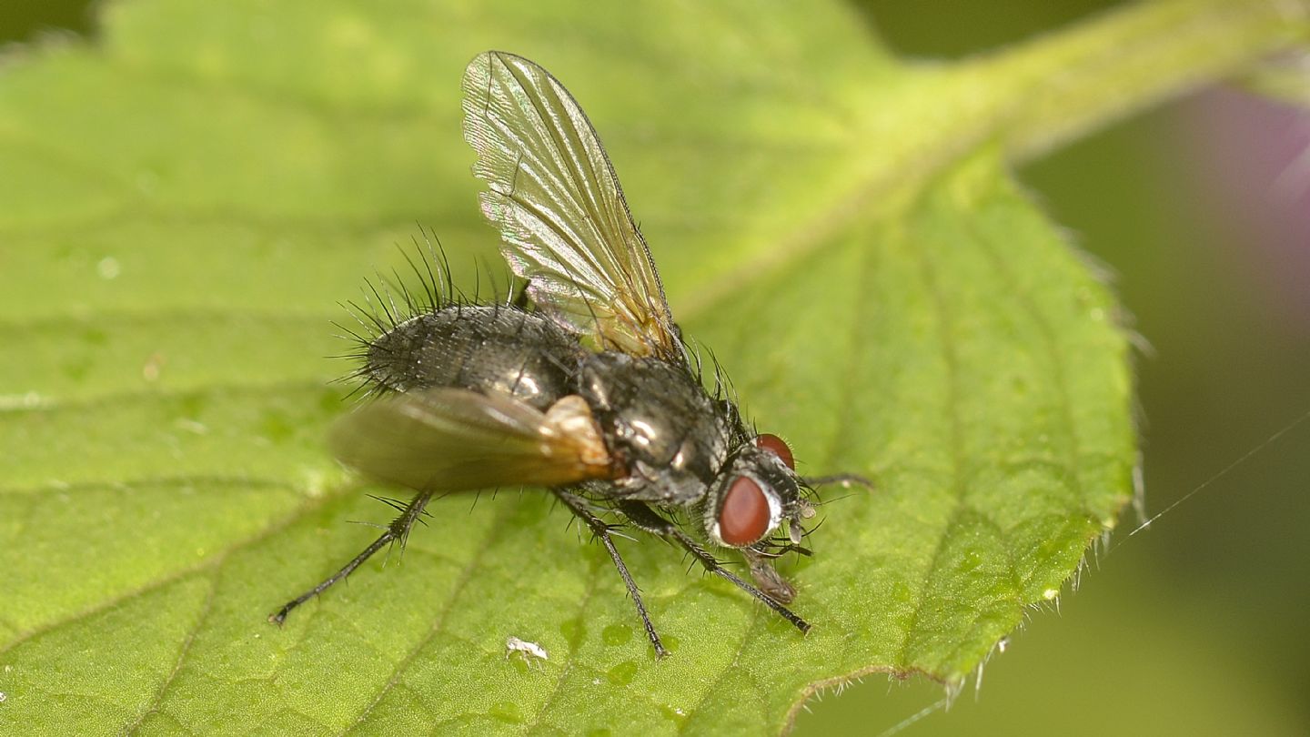 Tachinidae ?