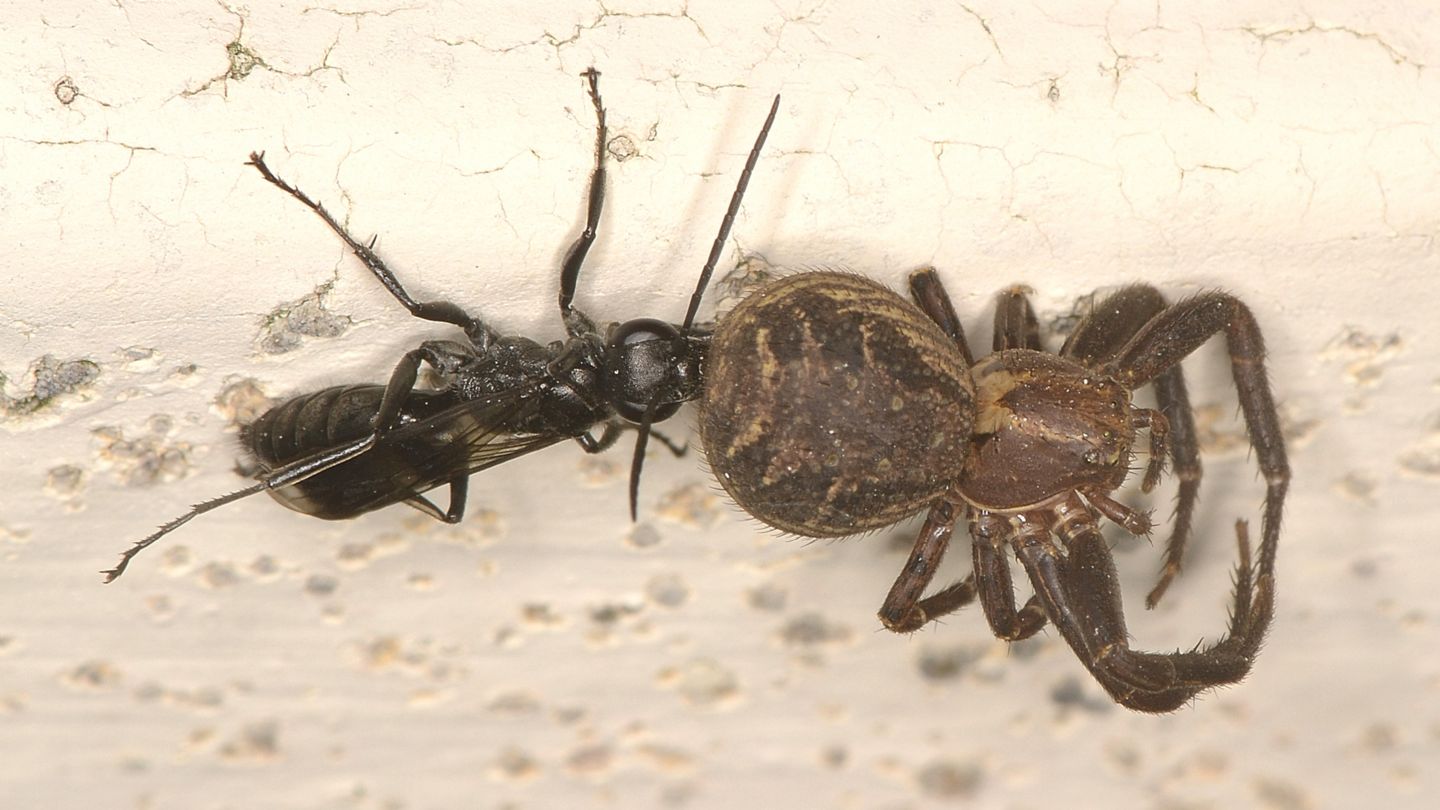 Pompilidae: Dipogon sp.