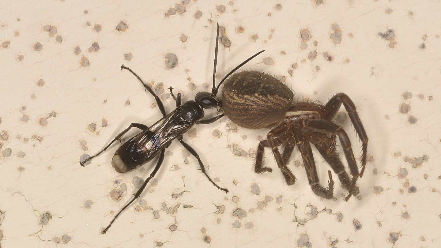 Pompilidae: Dipogon sp.