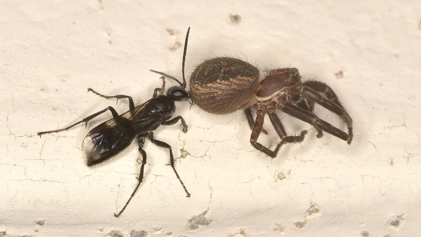Pompilidae: Dipogon sp.