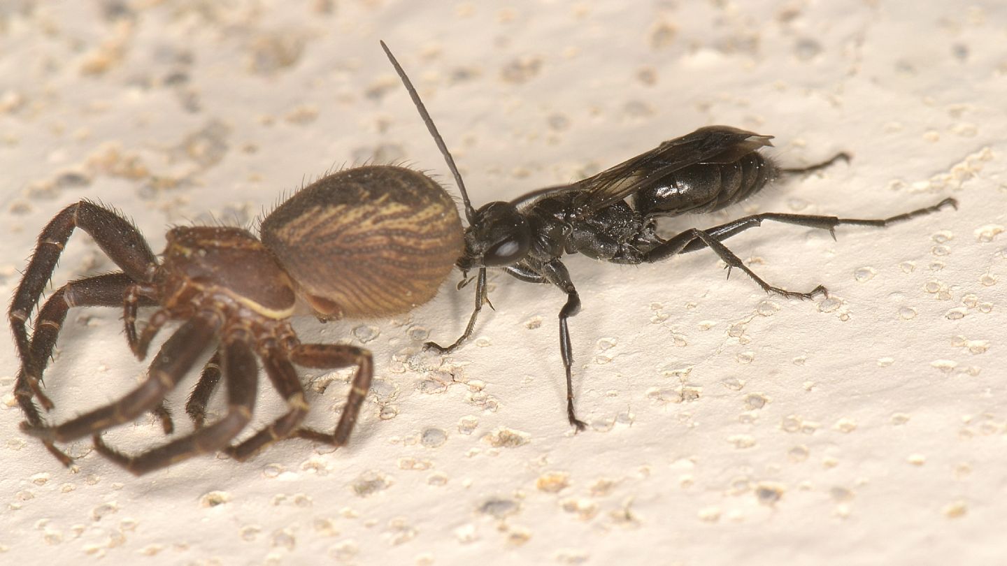 Pompilidae: Dipogon sp.