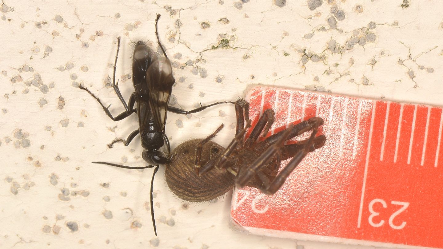 Pompilidae: Dipogon sp.