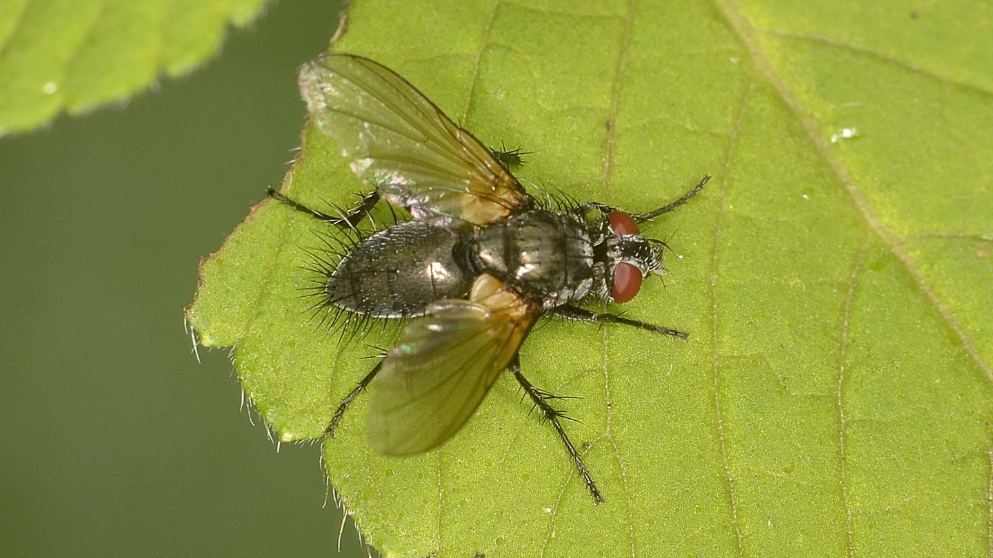 Tachinidae ?