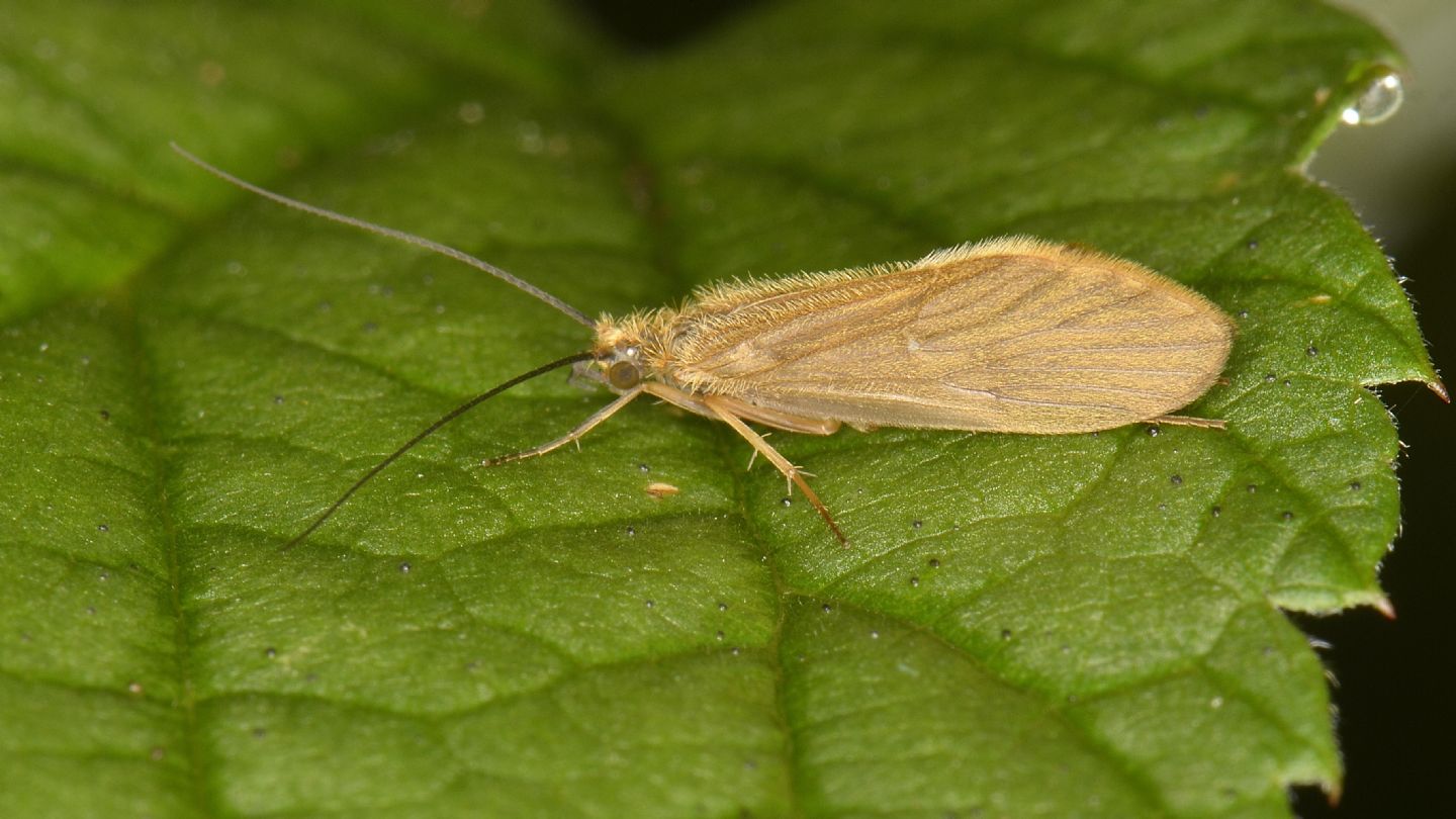 Tricottero 1 - Agapetus sp.