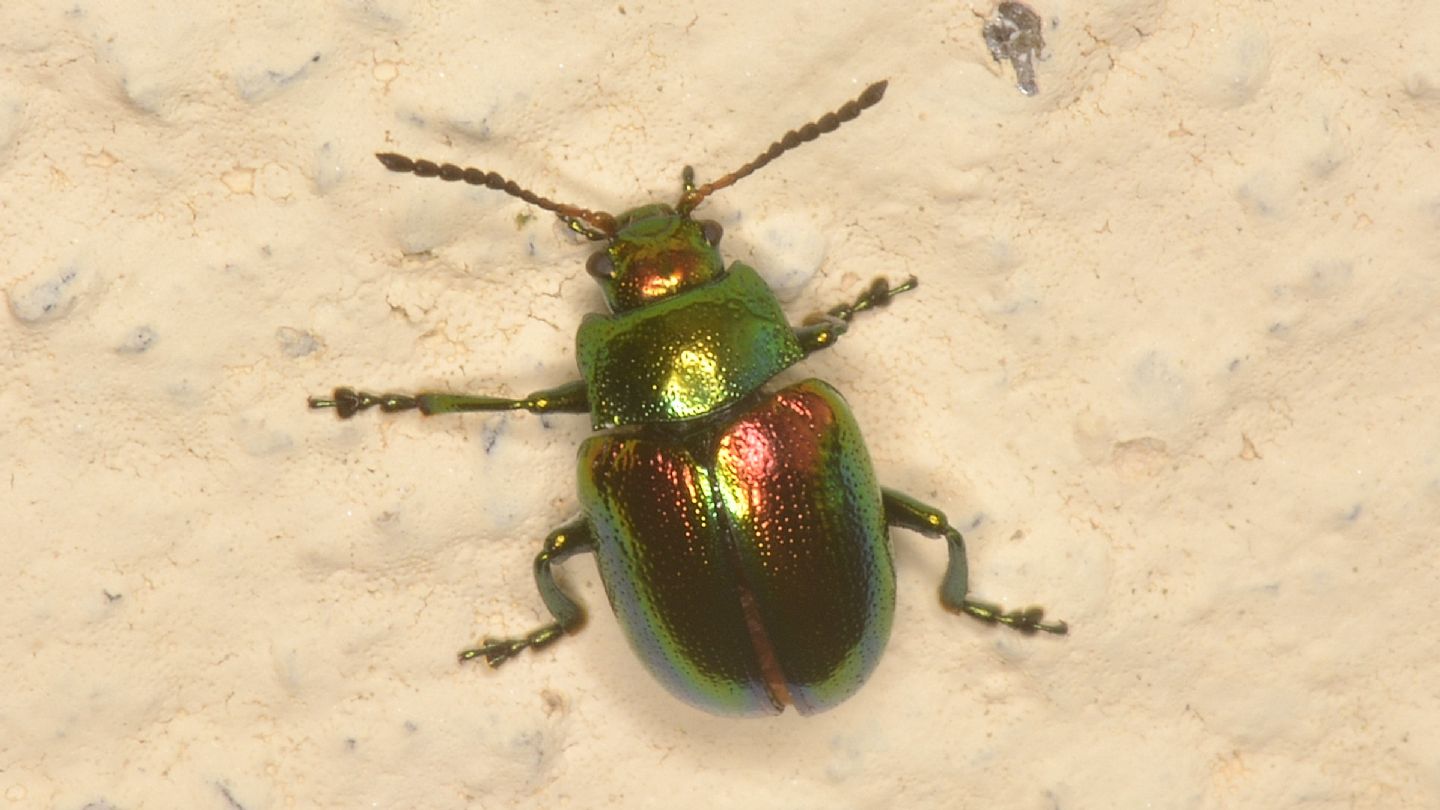 Chrysomelidae: Chrysolina (Fastuolina) fastuosa