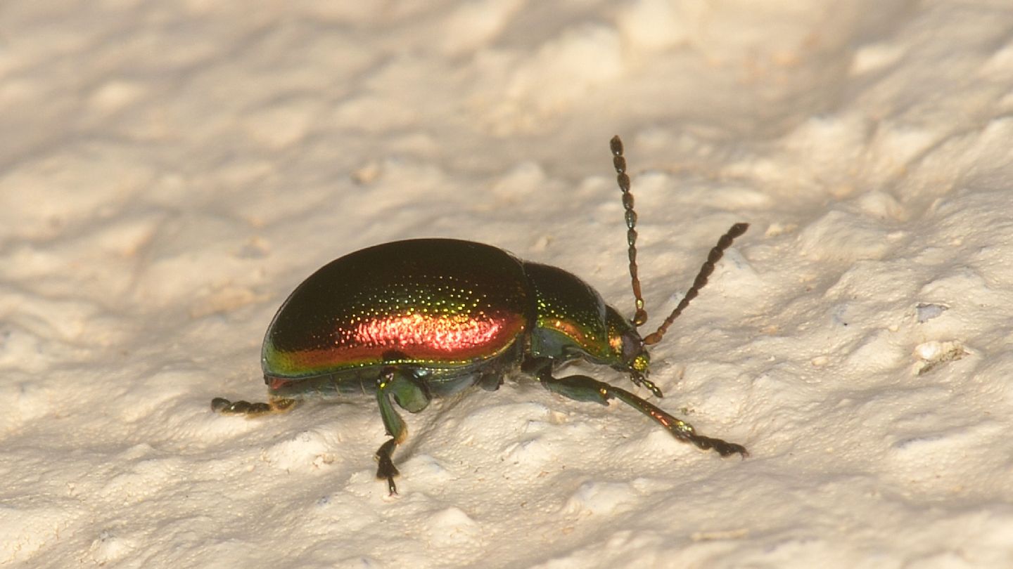 Chrysomelidae: Chrysolina (Fastuolina) fastuosa