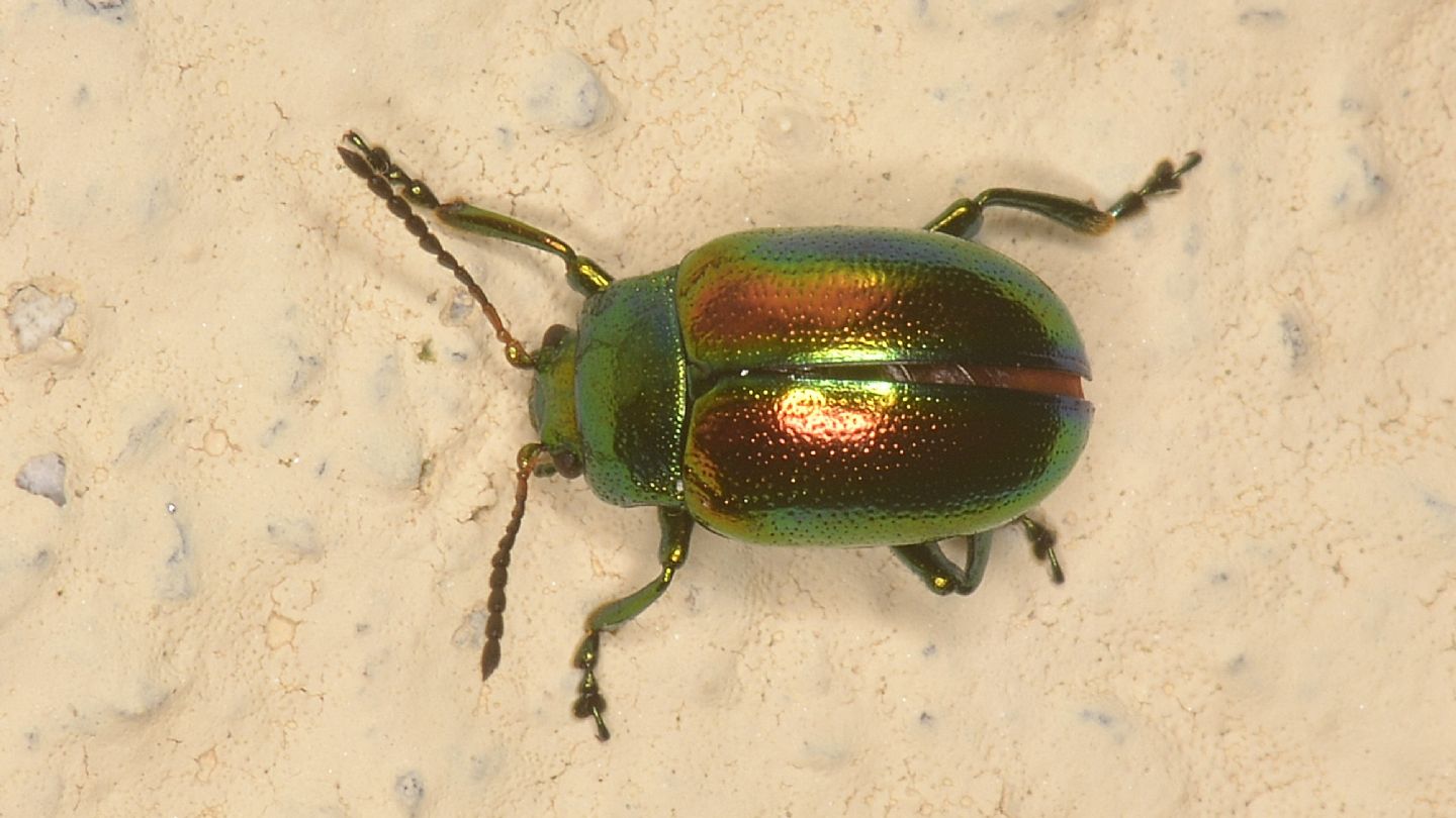 Chrysomelidae: Chrysolina (Fastuolina) fastuosa