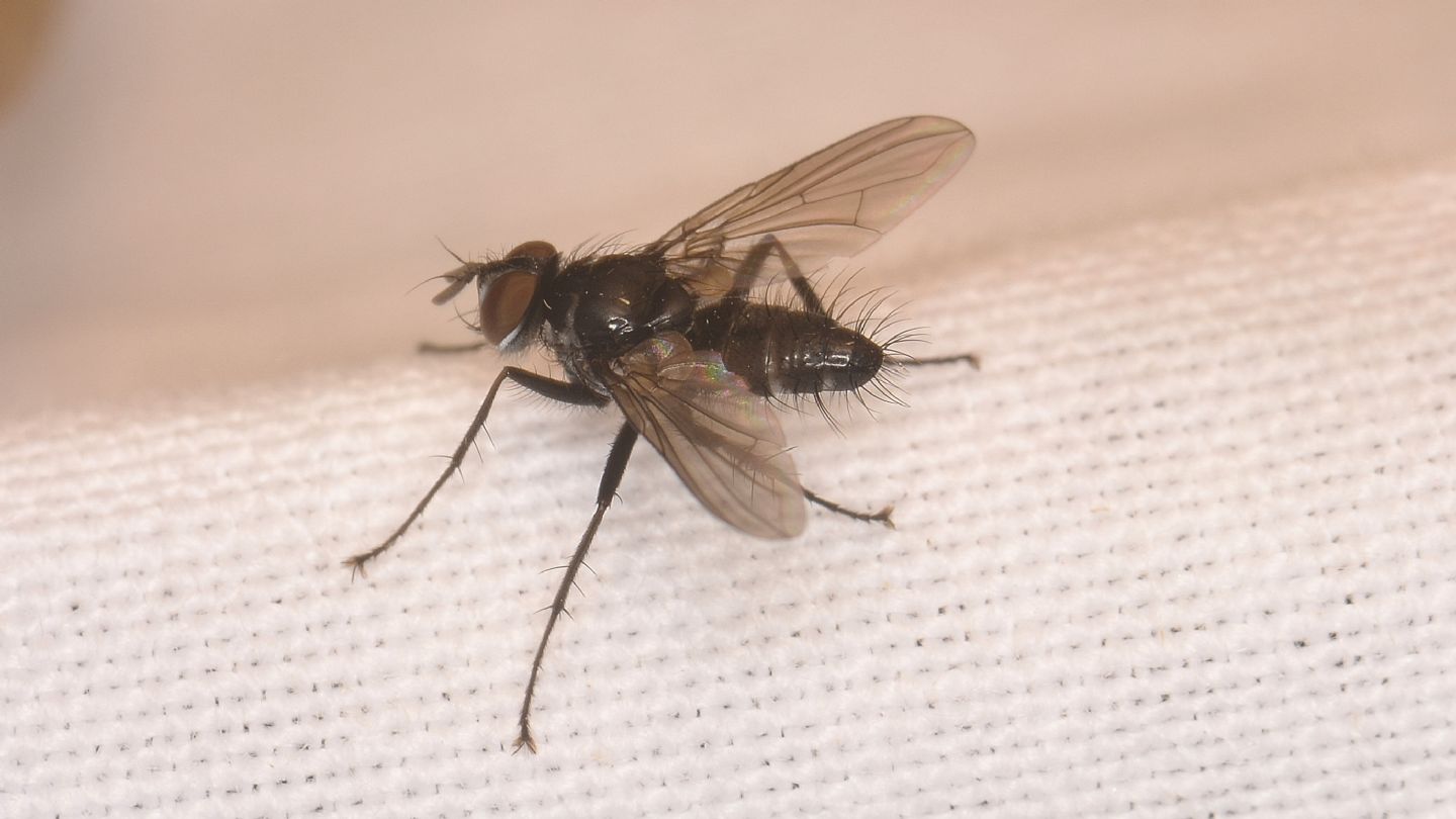 mosca nera