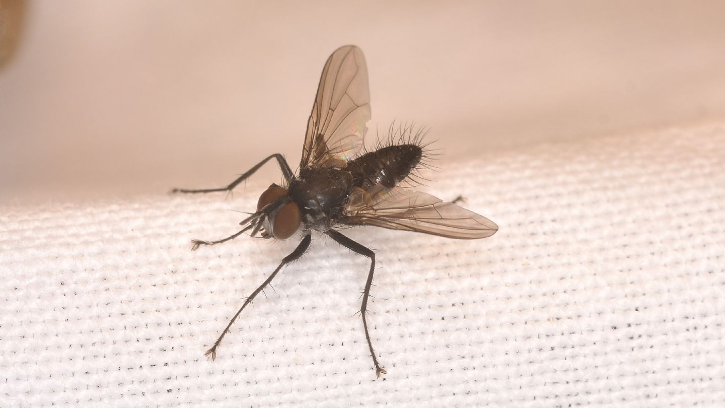 mosca nera