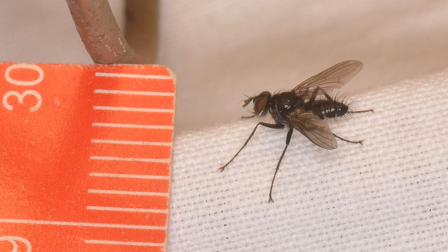 mosca nera