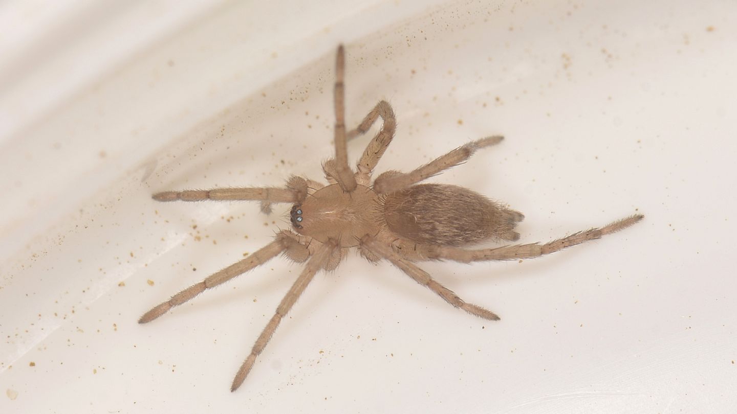 Clubionidae ?