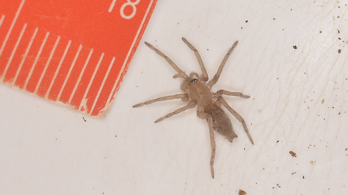 Clubionidae ?