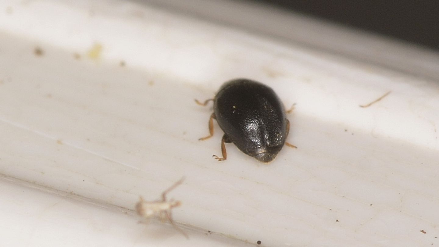 Coccinellidae: Scymnus sp.
