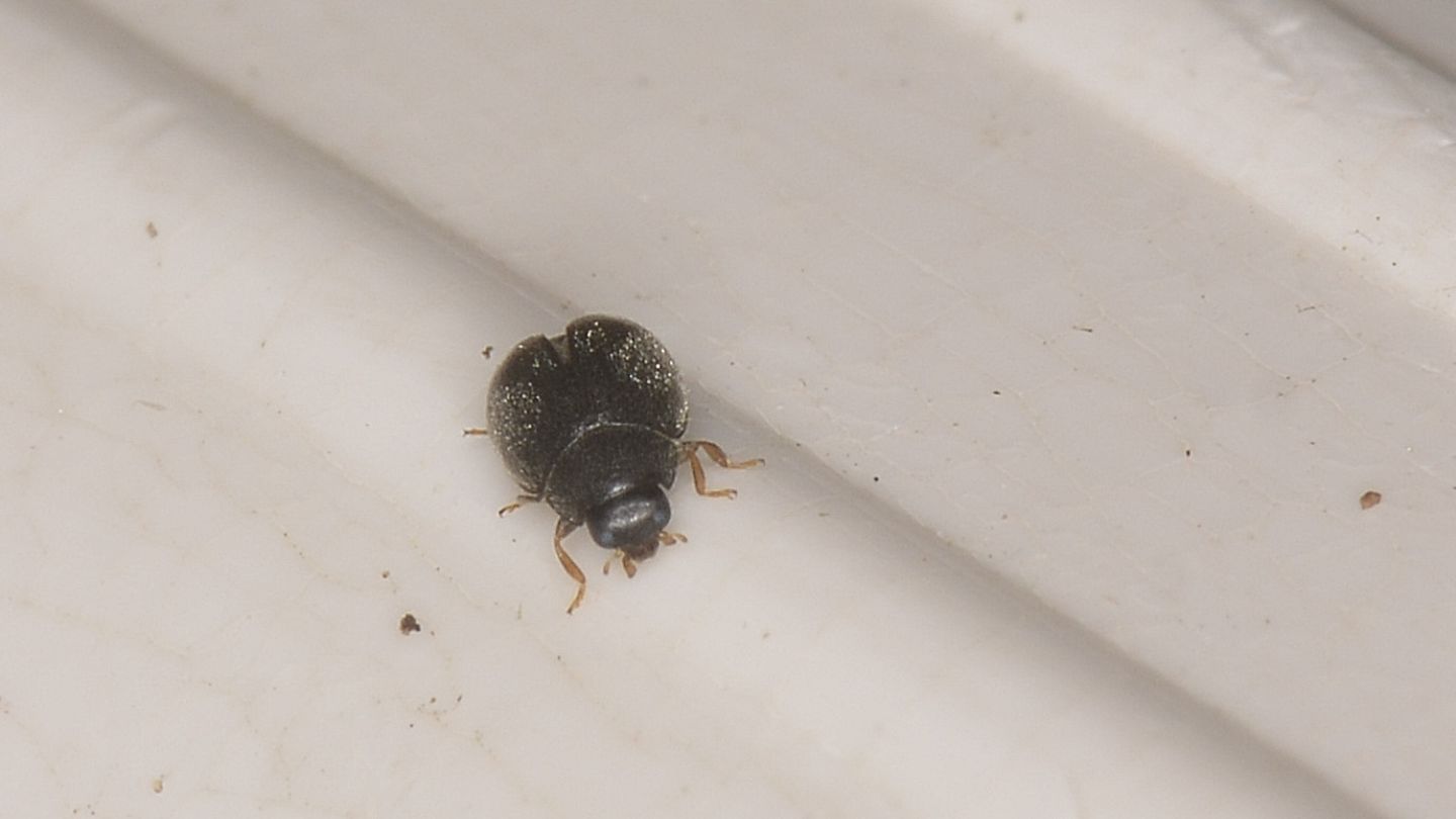 Coccinellidae: Scymnus sp.