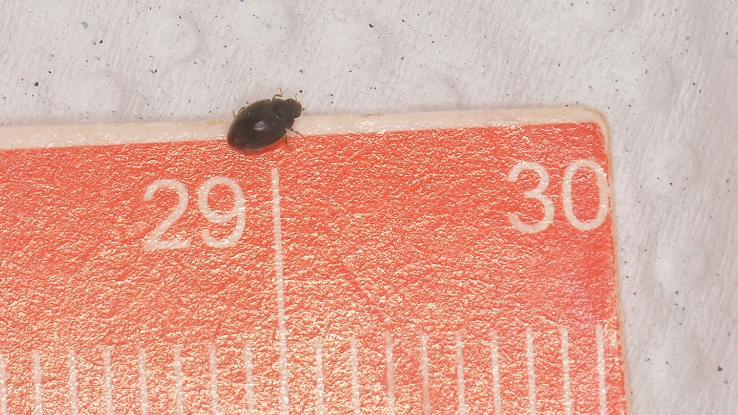 Coccinellidae: Scymnus sp.