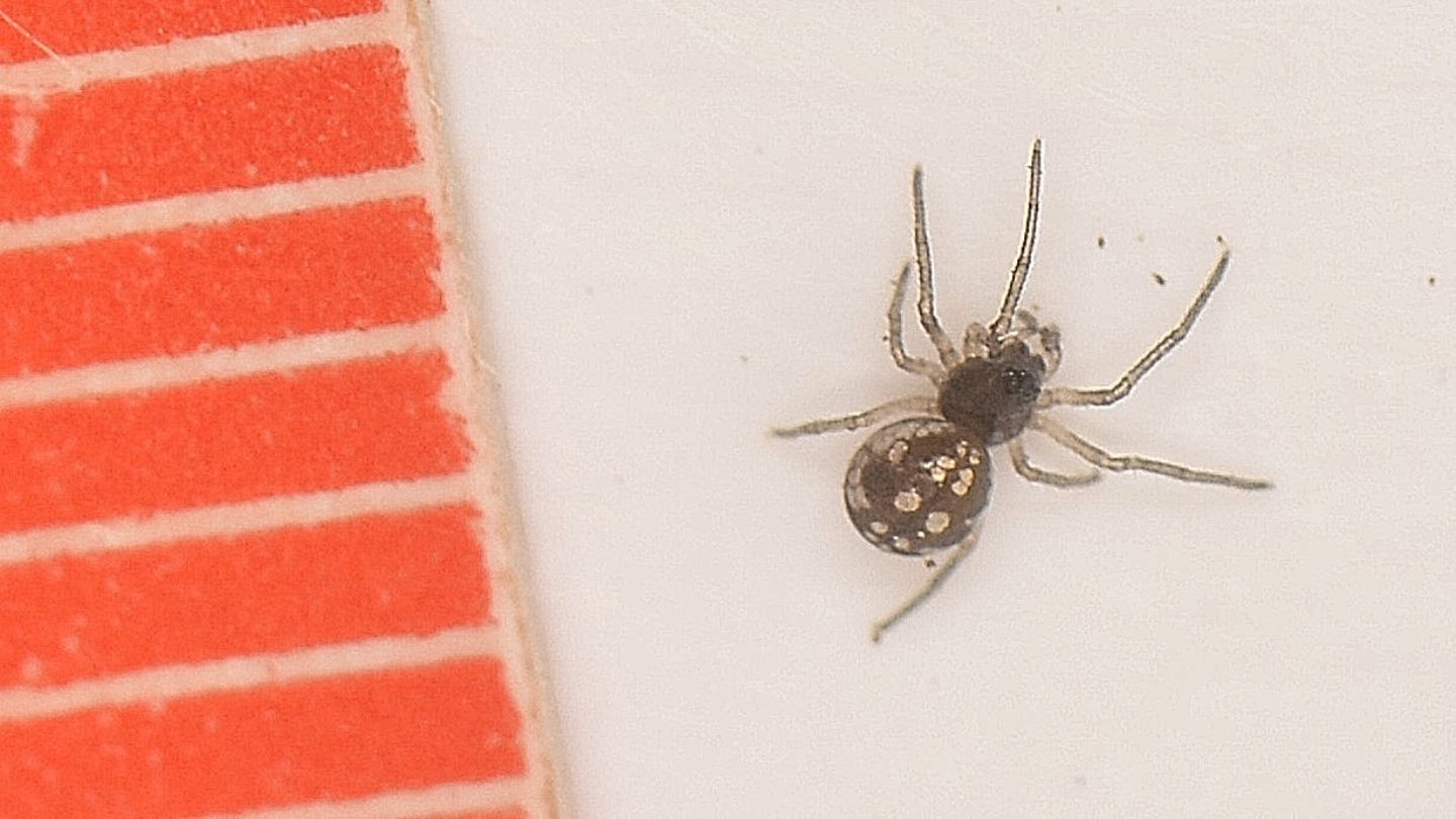 forse Theridiidae ?