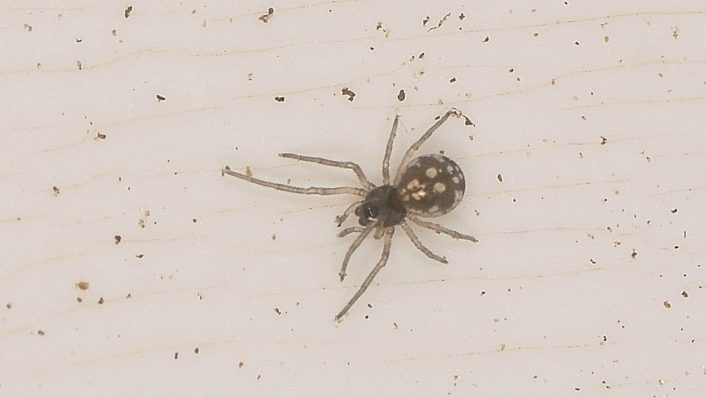 forse Theridiidae ?
