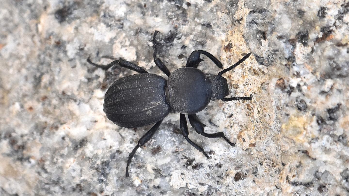 Tenebrionidae  del Giglio: Scaurus striatus, femmina