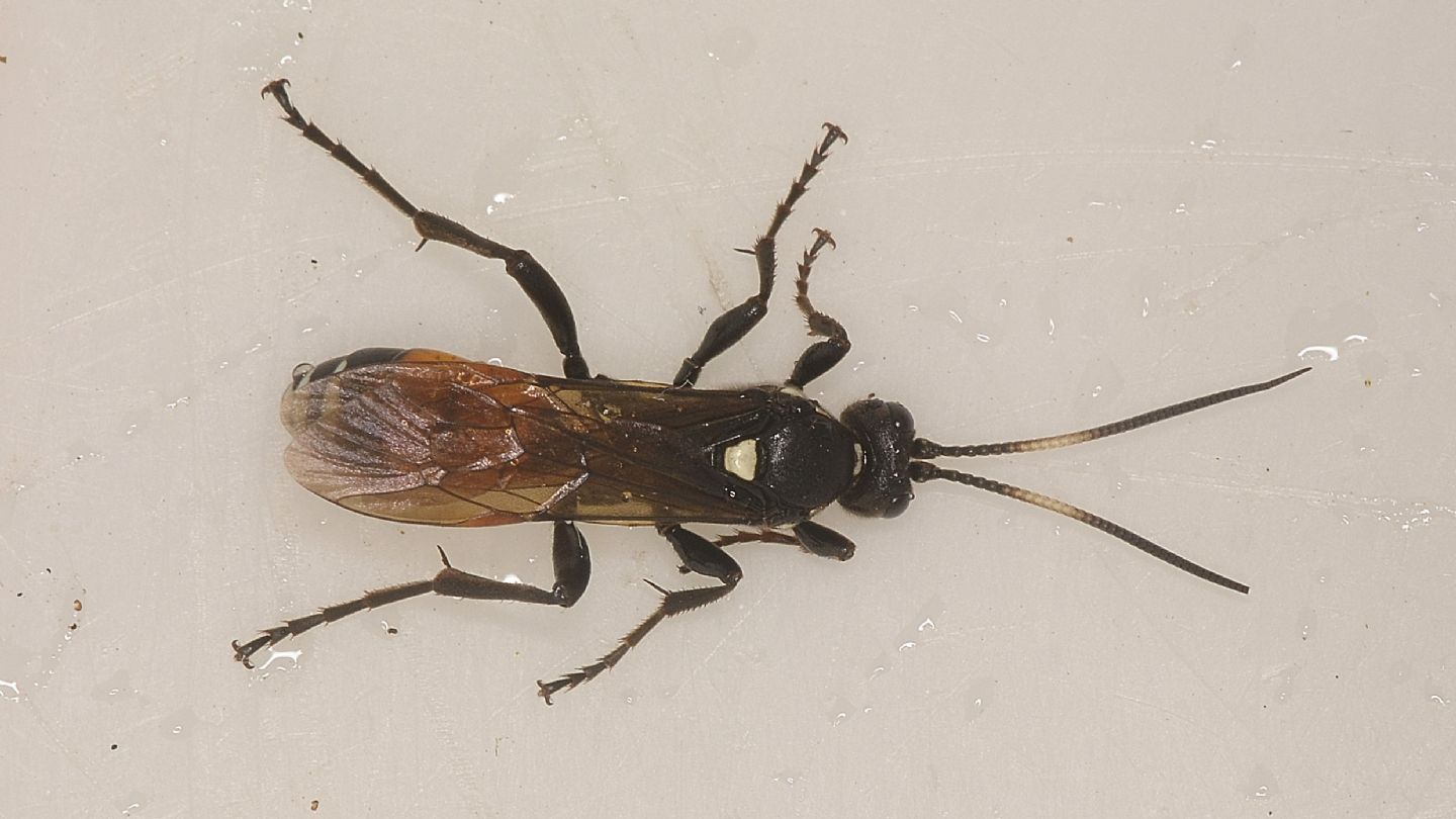 Ichneumonidae ?