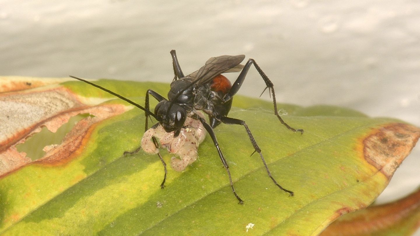 Pompilidae da id