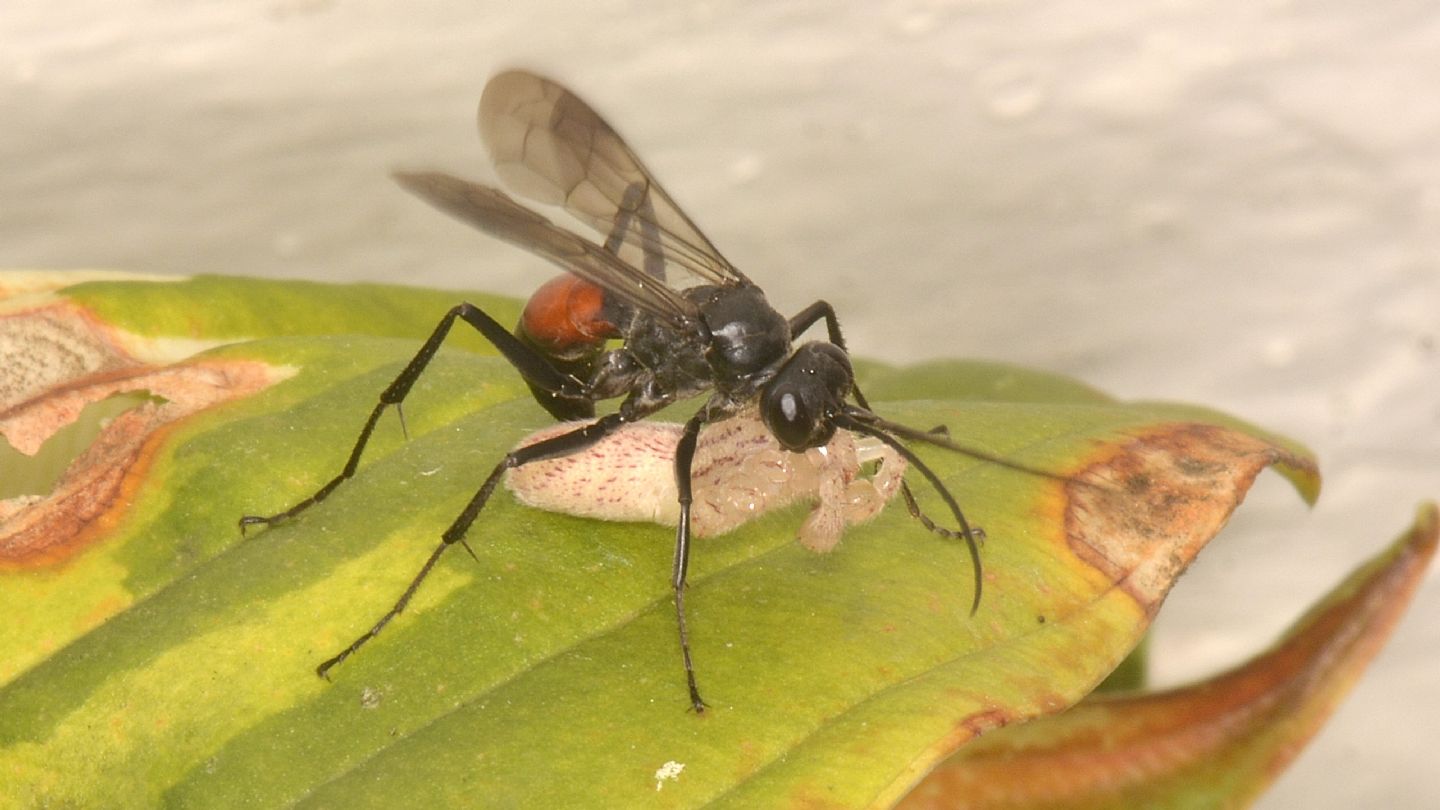 Pompilidae da id