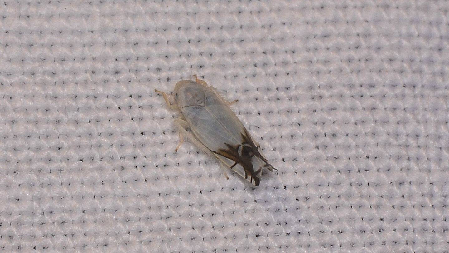 Aguriahana stellutata ?