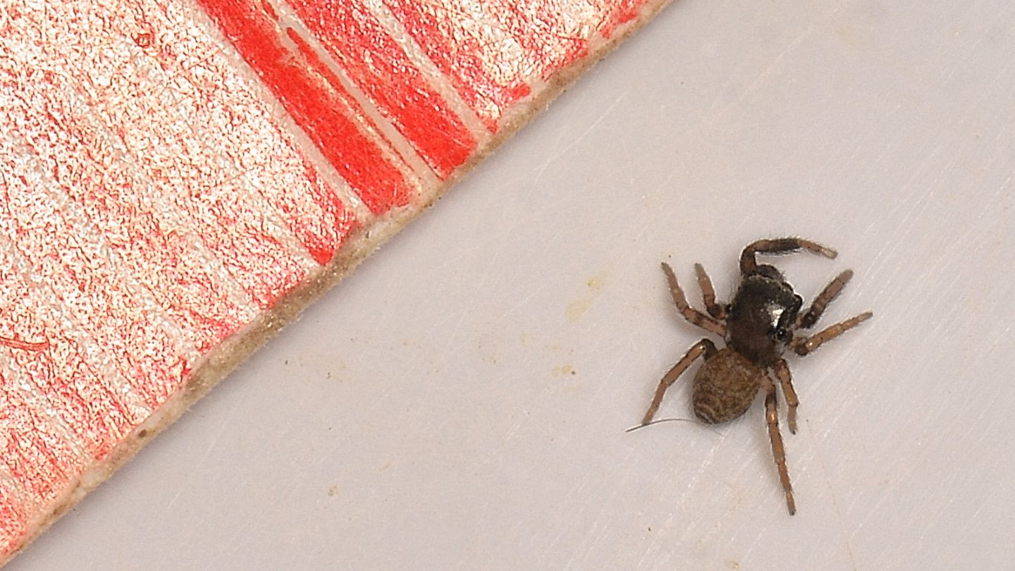 Salticidae