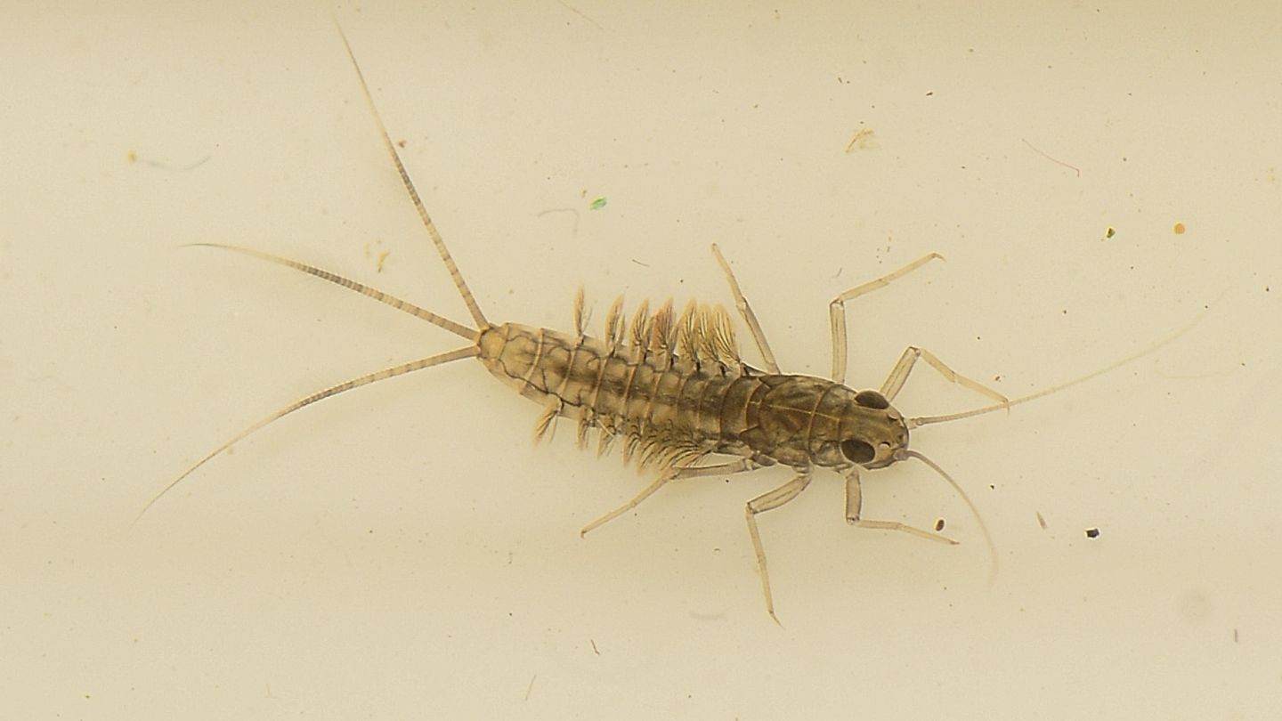 Larva da id - Cloeon sp. gruppo dipterum