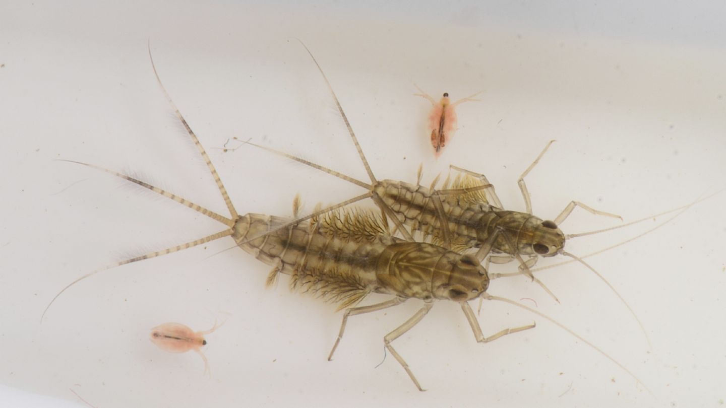 Larva da id - Cloeon sp. gruppo dipterum