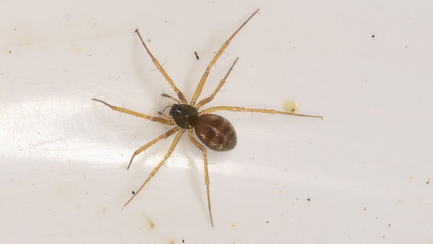 Tenuiphantes sp. (Linyphiidae)