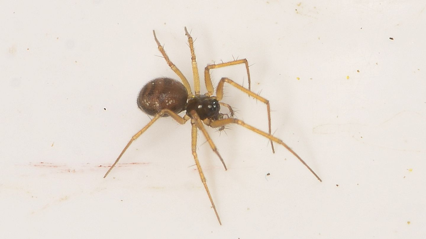 Tenuiphantes sp. (Linyphiidae)