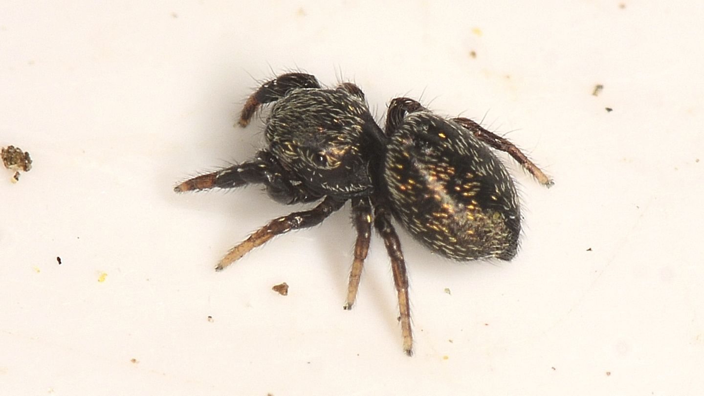 Salticidae scuro: probabile Sibianor aurocinctus